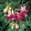 Fuchsia Paula Jane - 19cm