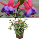 19cm Plant