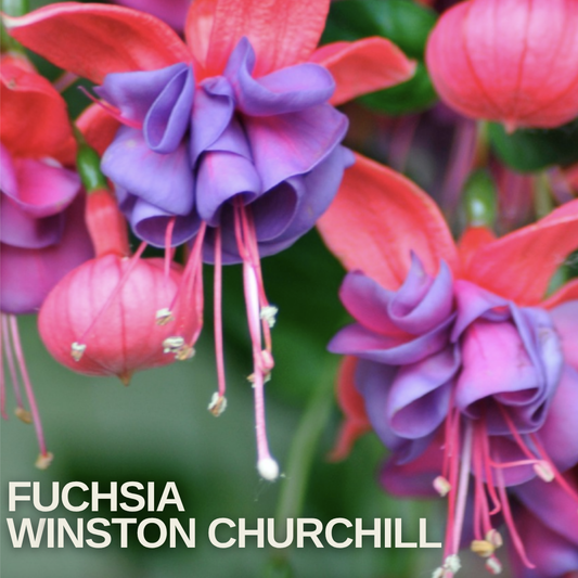 Fuchsia with scarlet sepals and violet-purple double skirts hanging among red buds, name caption below