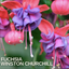 Fuchsia Winston Churchill - 19cm