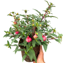 19cm Plant