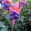 Fuchsia Winston Churchill - 19cm