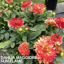 Dahlia Maggiore Fun Flame Plant