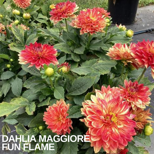 Dahlia 'Maggiore Fun Flame' plant in flower, double red and yellow blooms with buds above green foliage