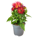 Dahlia Maggiore Fun Flame Plant