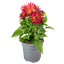 Dahlia Maggiore Fun Flame