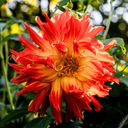 Dahlia Maggiore Fun Flame Plant