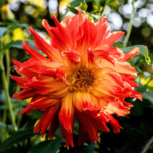Dahlia 'Maggiore Fun Flame' – Summer Flowering Perennial (3L Pot)