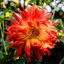Dahlia Maggiore Fun Flame