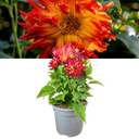 Dahlia Maggiore Fun Flame Plant