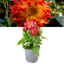 Dahlia Maggiore Fun Flame