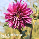 Dahlia Maggiore Purple Plant