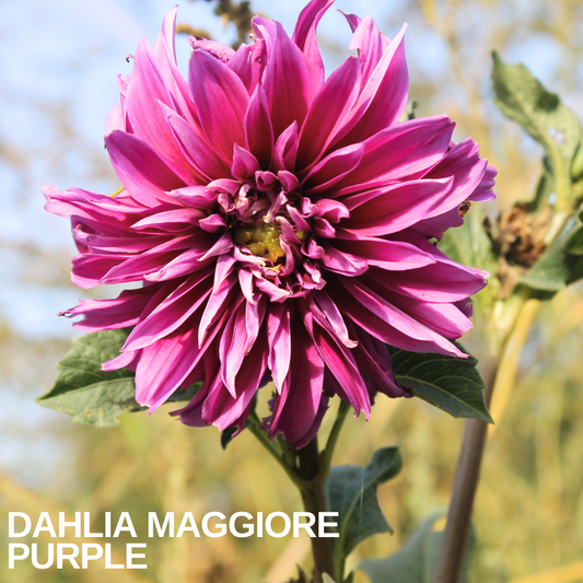 Single Dahlia 'Maggiore Purple' bloom, a large double magenta-purple flower on a stem against the sky