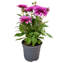 Dahlia Maggiore Purple Plant