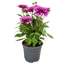 Dahlia Maggiore Purple