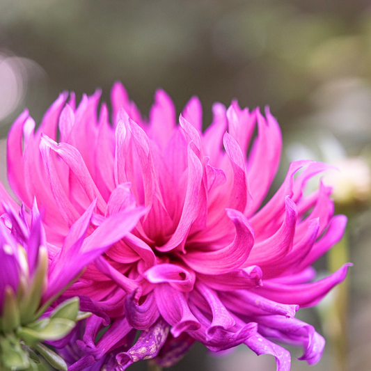 Dahlia 'Maggiore Purple' – Decorative Bedding Dahlia (3L Pot)