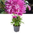 Dahlia Maggiore Purple Plant