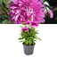 Dahlia Maggiore Purple
