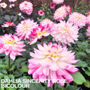 Dahlia Sincerity Rose Bicolour Plant