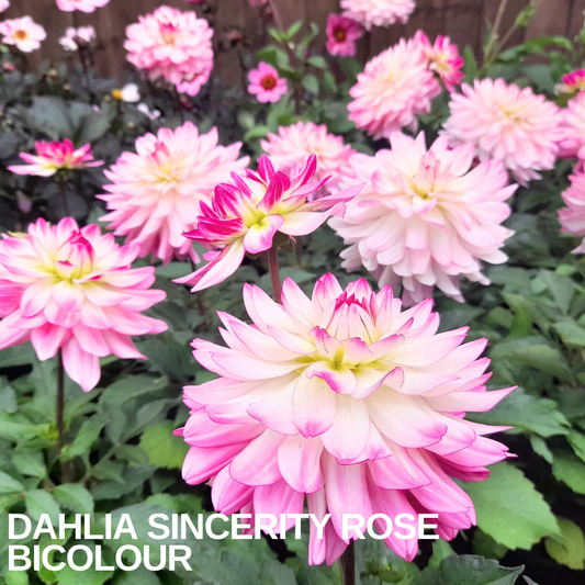 Dahlia 'Sincerity Rose Bicolour' in flower, double blooms shading from white to deep pink at the tips