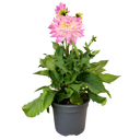 Dahlia Sincerity Rose Bicolour Plant