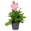 Dahlia Sincerity Rose Bicolour
