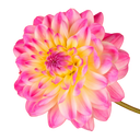 Dahlia Sincerity Rose Bicolour Plant