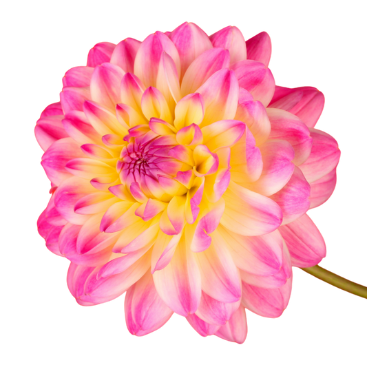 Dahlia 'Sincerity Rose Bicolour' – Decorative Bedding Dahlia (3L Pot)