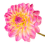 Dahlia Sincerity Rose Bicolour