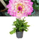 Dahlia Sincerity Rose Bicolour Plant