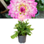 Dahlia Sincerity Rose Bicolour