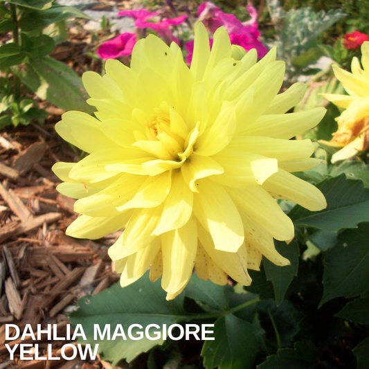 Single Dahlia 'Maggiore Yellow' bloom, a large double pale yellow flower above dark green foliage