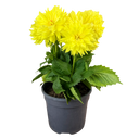 Dahlia Maggiore Yellow Plant