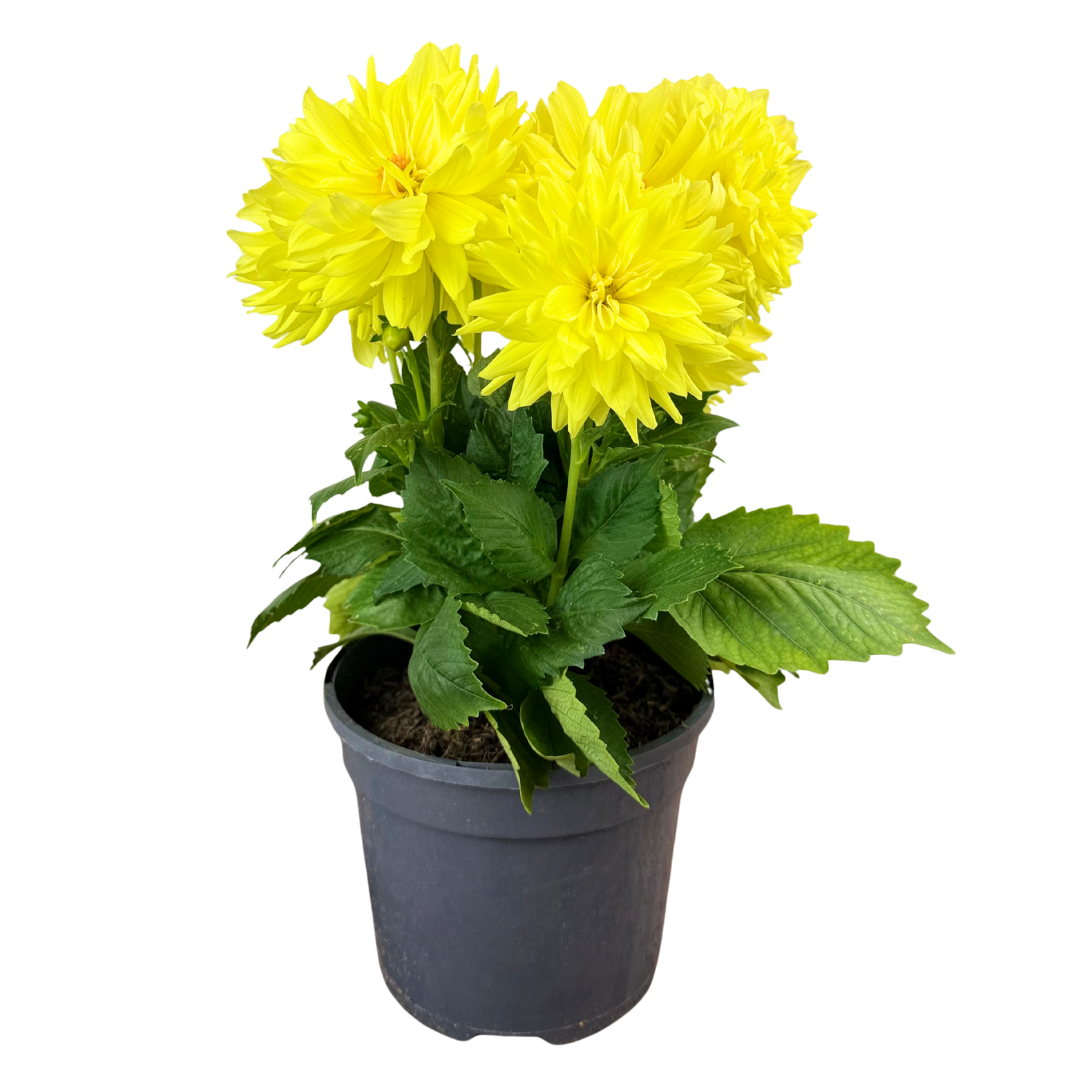 Dahlia 'Maggiore Yellow' – Decorative Bedding Dahlia (3L Pot)