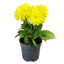 Dahlia Maggiore Yellow