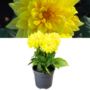 Dahlia Maggiore Yellow Plant