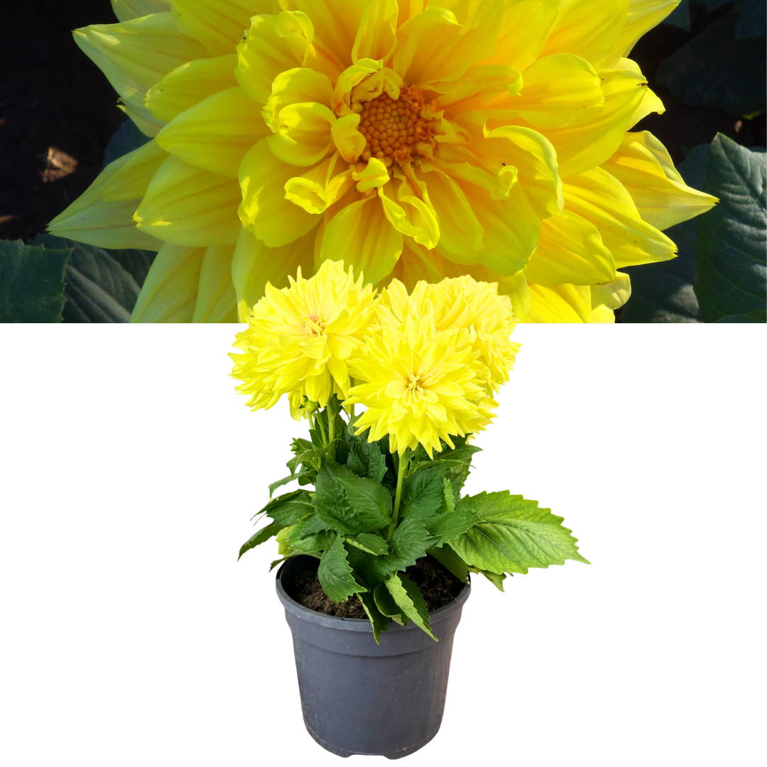 Dahlia 'Maggiore Yellow' – Decorative Bedding Dahlia (3L Pot)