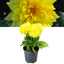 Dahlia Maggiore Yellow