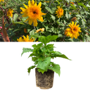19cm Plant