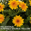 Helianthus Sunflower Sunfinity Double Yellow - 19cm