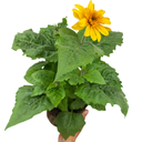 19cm Plant
