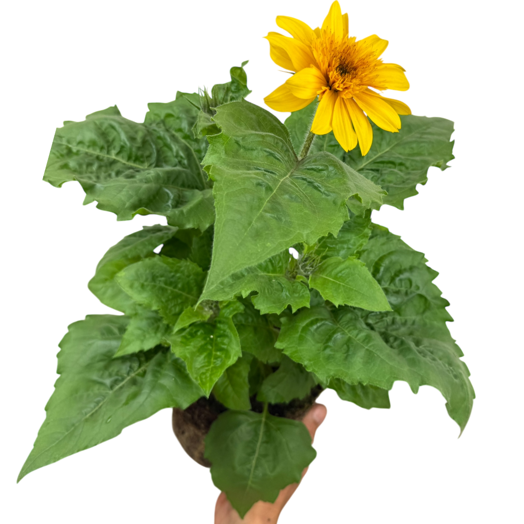 Sunflower (Helianthus 'Sunfinity Double Yellow') – Repeat Flowering Annual (3L Pot)