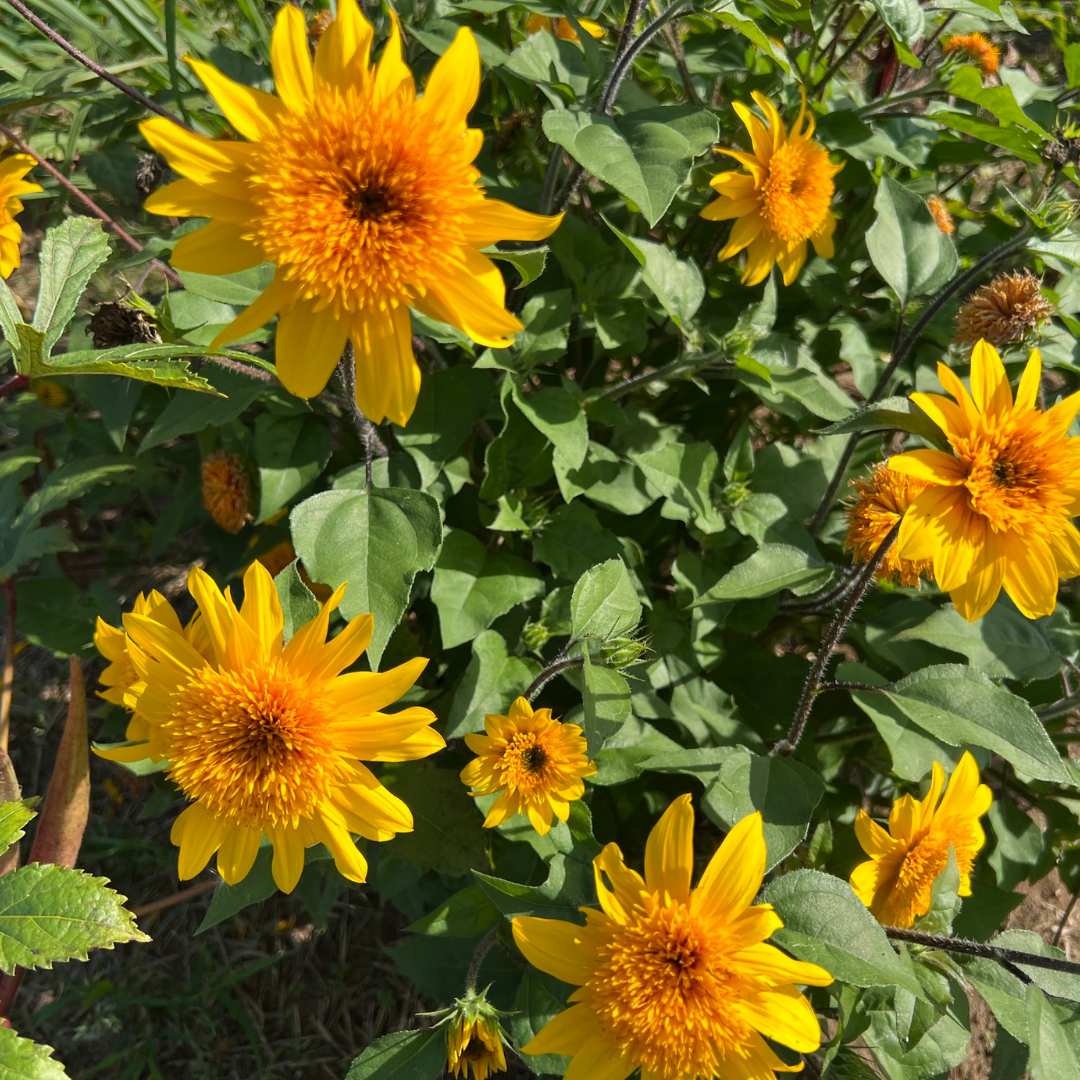 Sunflower (Helianthus 'Sunfinity Double Yellow') – Repeat Flowering Annual (3L Pot)