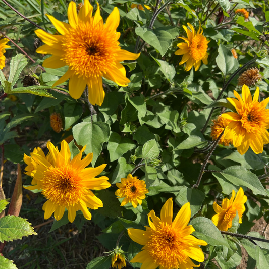 Sunflower (Helianthus 'Sunfinity Double Yellow') – Repeat Flowering Annual (3L Pot)