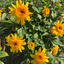 Helianthus Sunflower Sunfinity Double Yellow - 19cm