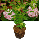 Viburnum Lisarose Plant (3L Pot)