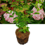 1 Large Plant - Viburnum Lisarose, Ready to Plant in Your Garden, 3L Rootball