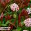 1 Large Plant - Viburnum Lisarose, Ready to Plant in Your Garden, 3L Rootball