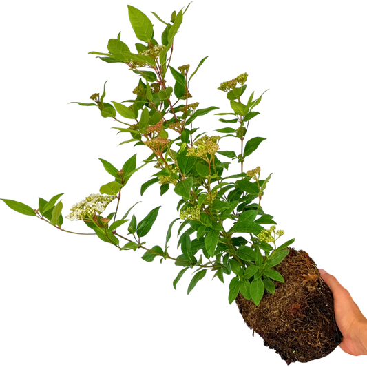 Viburnum tinus 'Lisarose' – Compact Evergreen Shrub (3L Pot)