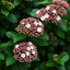 1 Large Plant - Viburnum Lisarose, Ready to Plant in Your Garden, 3L Rootball